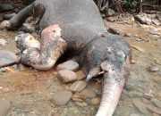 Seekor Anak Gajah Liar Ditemukan Mati di Aceh