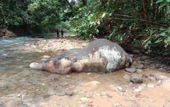 Anak gajah mati di sekitar Sungai Lancong, Kecamatan Sungai Mas, Kabupaten Aceh Barat. | Foto: Dok. warga