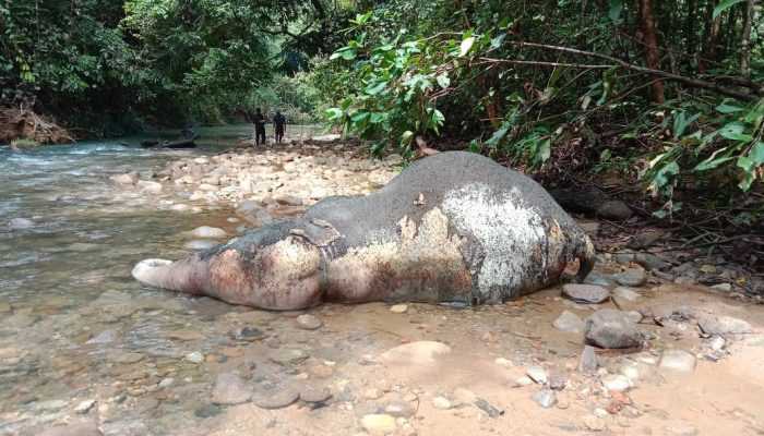 BKSDA Lakukan Nekropsi Gajah Mati di Aceh