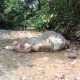 Anak gajah mati di sekitar Sungai Lancong, Kecamatan Sungai Mas, Kabupaten Aceh Barat. | Foto: Dok. warga