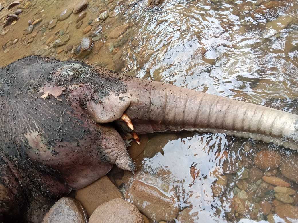 Kulit anak gajah liar yang mati terkelupas, diperkirakan telah mati beberapa waktu yang lalu. | Sumber foto: dokumentasi warga.