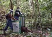 TNBBBR: Rumah Baru bagi Delapan Individu Orangutan