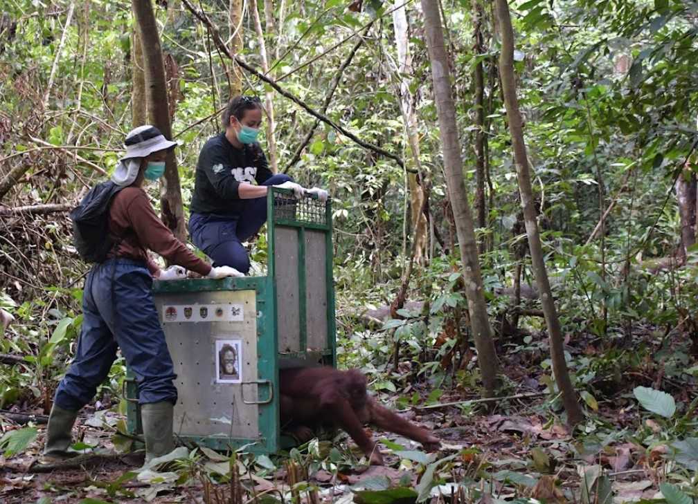 Proses pelepasliaran salah seekor orangutan di TNBBBR pada Selasa (12/12/2023). | Sumber foto: dokumentasi Yayasan BOS.