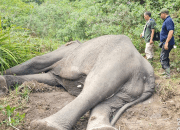 Gajah Dugul Meninggal Dunia di TN Way Kambas