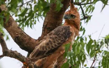 Elang jawa (Nisaetus bartelsi) bernama El Kacip dilepasliarkan di Taman Nasional Baluran pada Jumat (15/12/2023) oleh Balai Taman Nasional Baluran dan BKSDA Bali | Sumber foto: laman Instagram BTN Baluran.