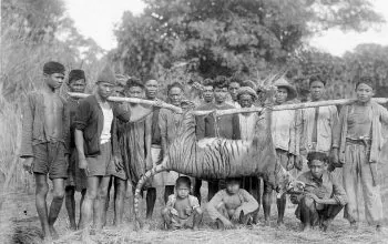 Seekor harimau jawa baru saja diburu di daerah Banten. | Foto: H. Bartels/Wikimedia Commons.