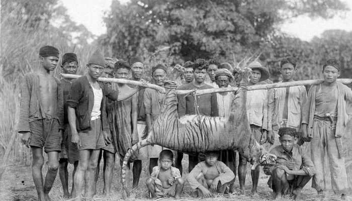 Matinya Mitos, Hutan Rimba, dan Harimau di Tanah Jawa