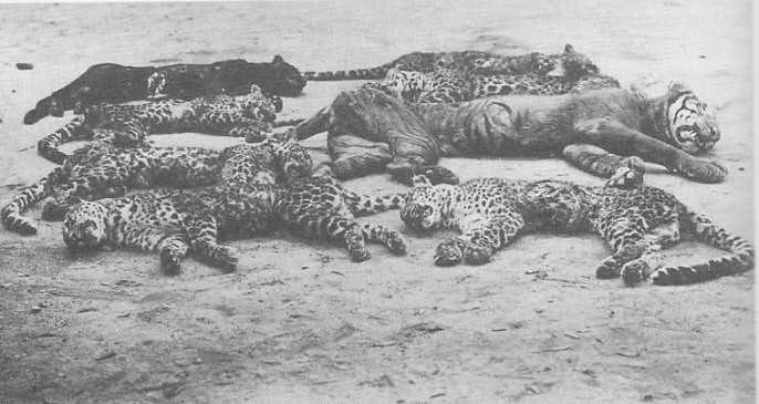 Jasad harimau dan macan tutul yang jadi korban upacara rampog macan. Sumber foto: Boomgaard dalam Frontiers of Fear/Wikimedia Commons