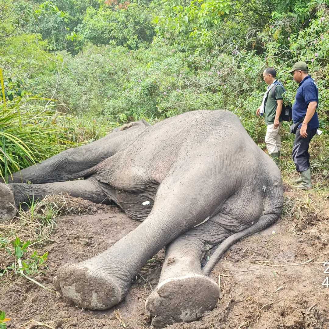 Dugul ditemukan tak bernyawa di areal Taman Nasional Way Kambas (TNWK). | Foto: Instagram Balai TNWK
