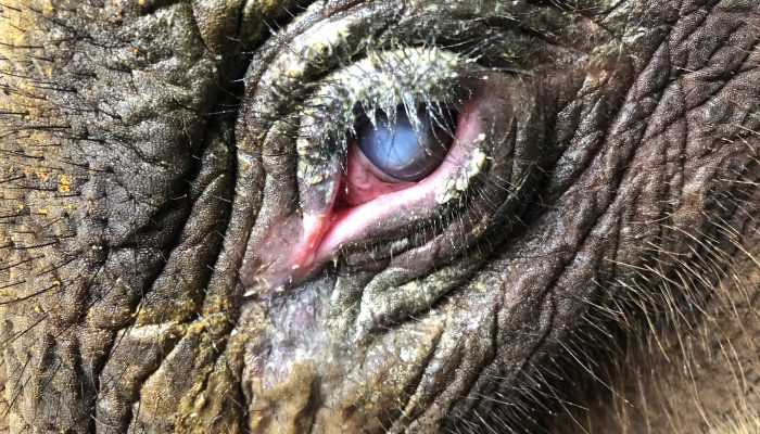 Gotong Royong Warga Selamatkan Gajah Liar yang Terluka
