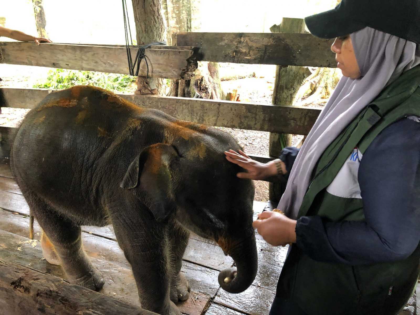 Reje Puting bersama dokter hewan BKSDA Aceh Rosa Rika Wahyuni. | Foto: Mardili/Garda Animalia