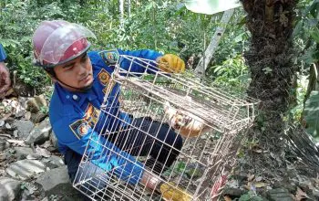 Petugas sedang mengevakuasi seekor kukang yang masuk pekarangan rumah warga di Desa Gemaharjo, Kecamatan Watulimo pada Minggu (17/12/2023). Sumber foto: Instagram Pol PP Trenggalek