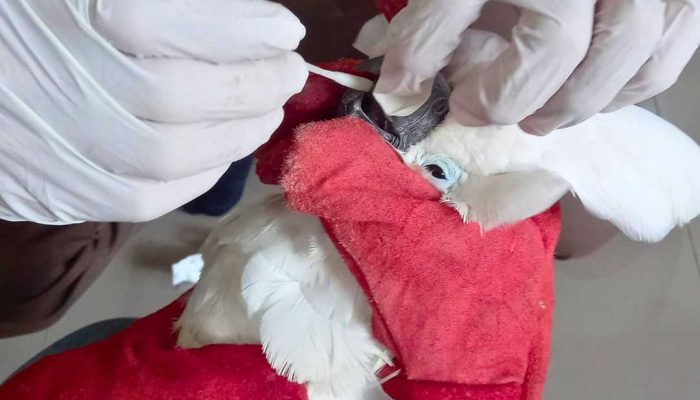 Lima Burung Langka Dikirim ke Laboratorium Karantina