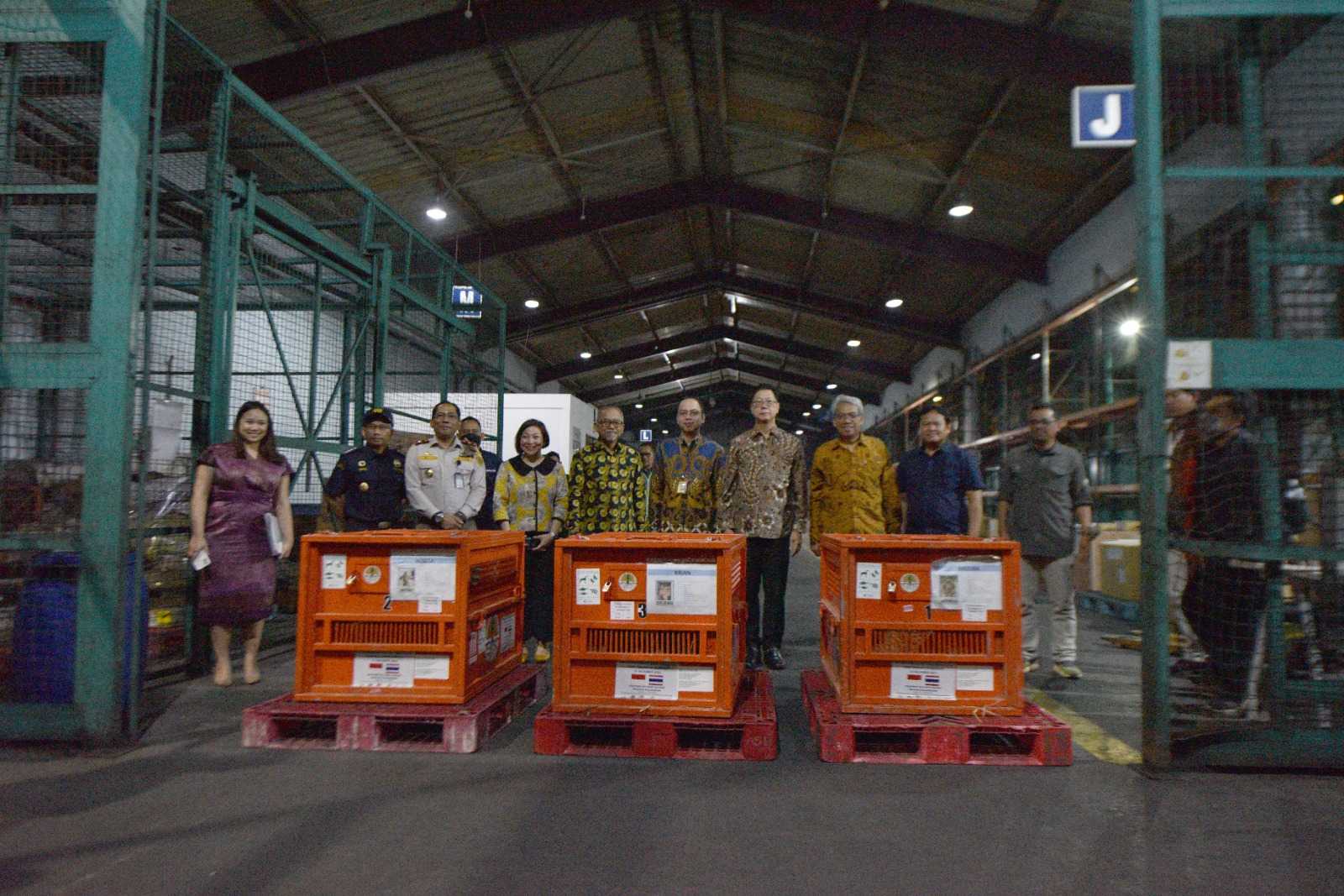 Serah terima orangutan untuk proses repatriasi dari Thailand ke Indonesia. | Foto: PPID KLHK
