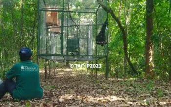 Siamang yang dilepasliarkan oleh BKSDA dan The Aspinall Foundation-Indonesia Programme. | Foto: PPID KLHK