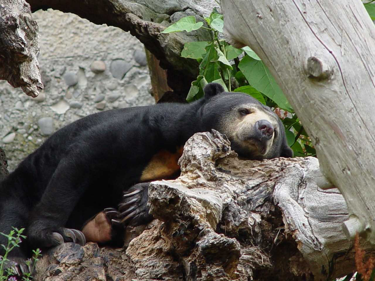 Beruang madu (Helarctos malayanus) adalah spesies beruang terkecil di dunia. | Foto: Bill Smith/Pixabay