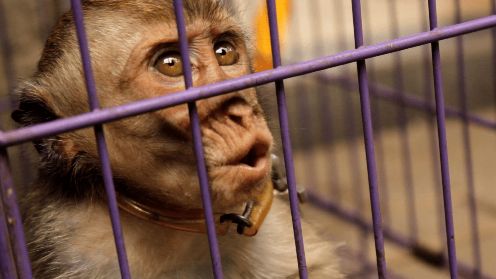 Seekor anak monyet ekor panjang yang dikurung di dalam kerangkeng. | Foto: Action for Primates melalui Sarah Kite