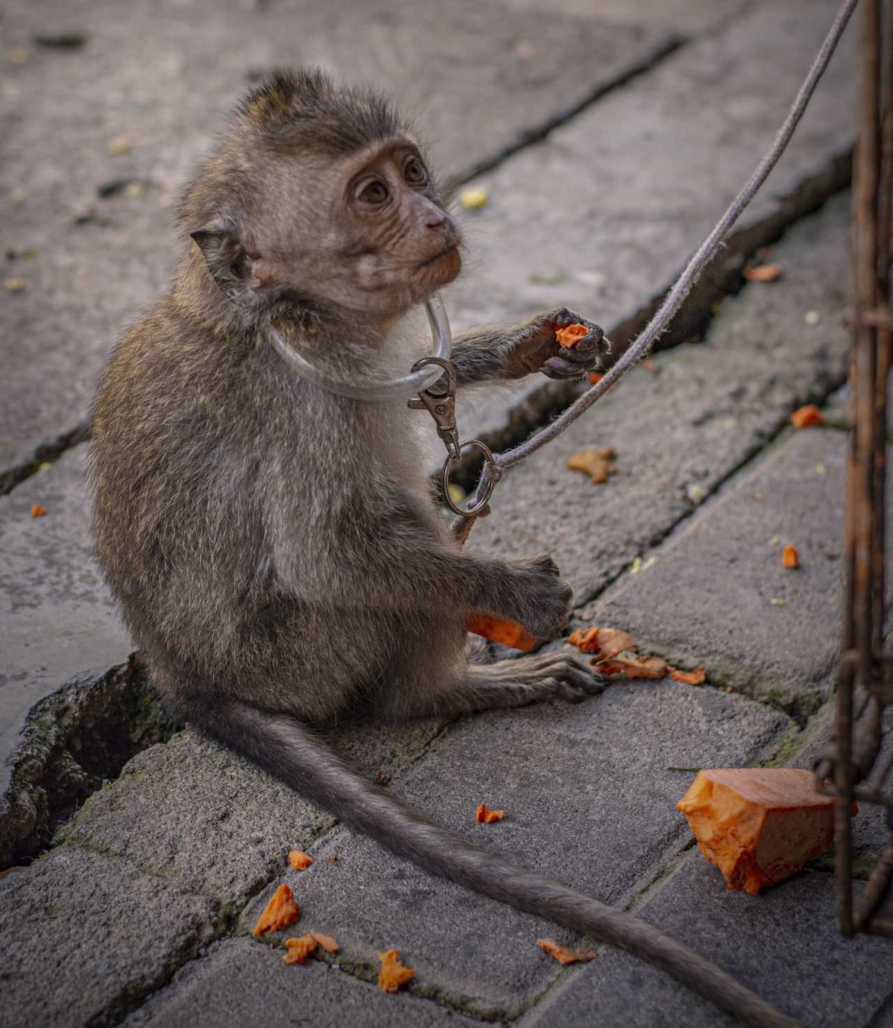Seekor anak monyet ekor panjang yang diikat oleh tali. | Foto: Animal Friends Jogja/Action for Primates melalui Sarah Kite.