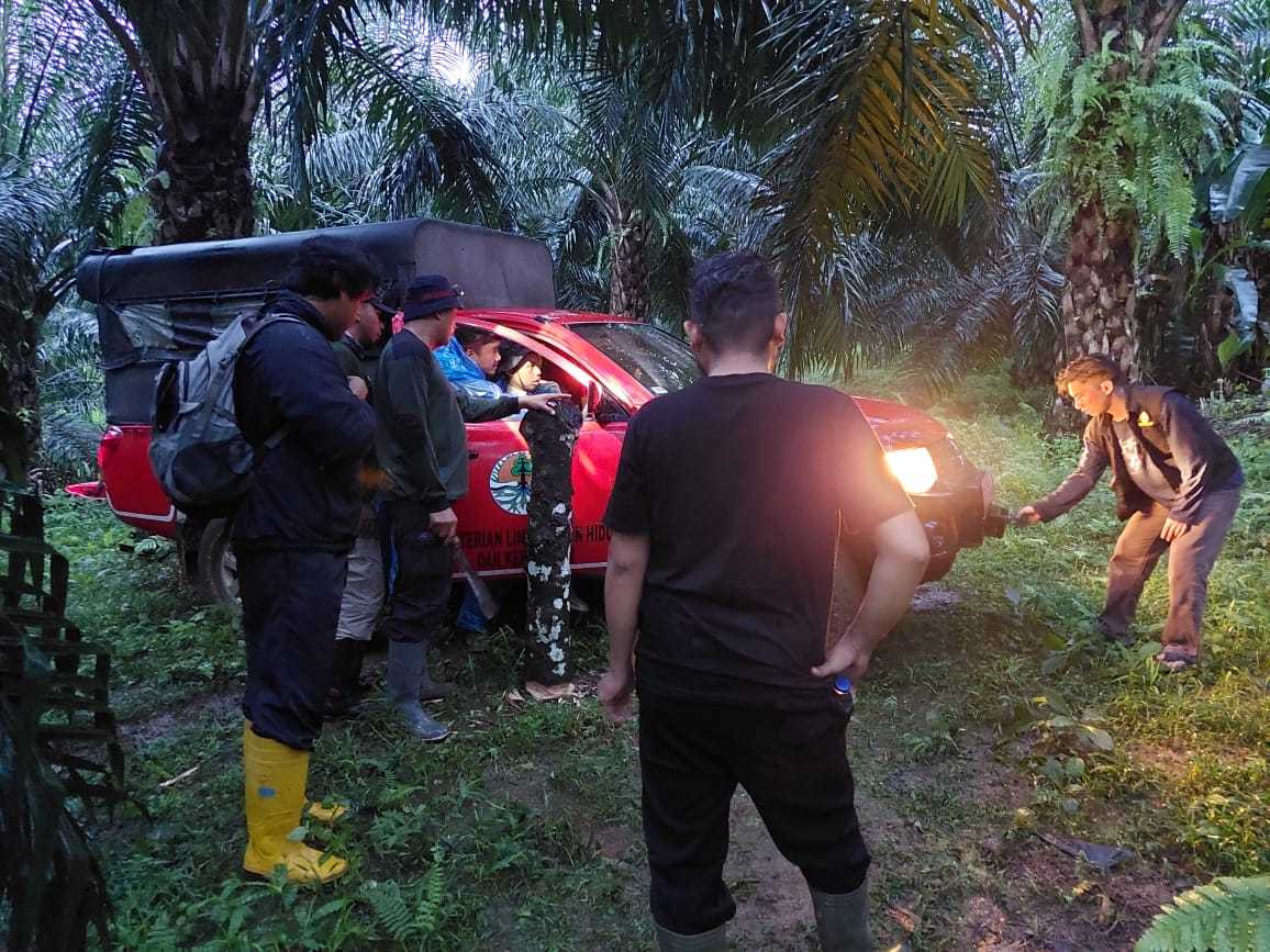 Tim BKSDA saat terjun ke lokasi terjadinya konflik harimau sumatera. | Foto: Dok. BBKSDA Sumbar