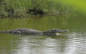 Ilustrasi buaya muara (Crocodylus porosus). | Foto: Bayu Nanda/Garda Animalia