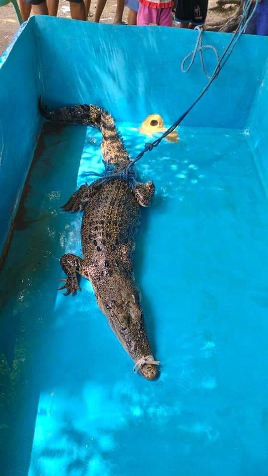 Crocodylus porosus yang diserahkan masyarakat ke BKSDA. | Foto: Instagram BBKSDA NTT