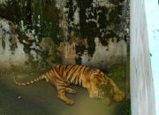 Medan Zoo Akhirnya Ditutup Sementara