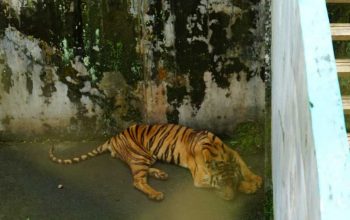 Seekor harimau di Medan Zoo. | Foto: Dok. Wildlife Whisperer Sumatra