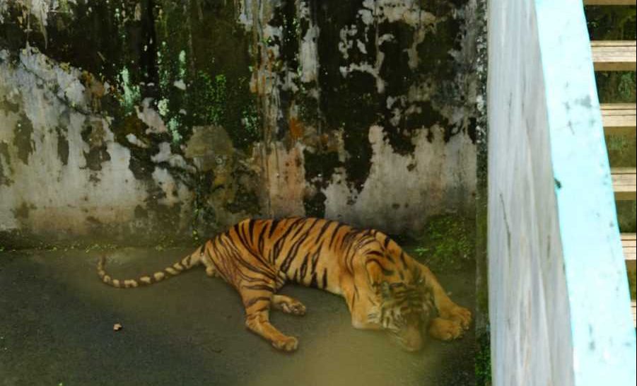 Seekor harimau di Medan Zoo. | Foto: Dok. Wildlife Whisperer Sumatra