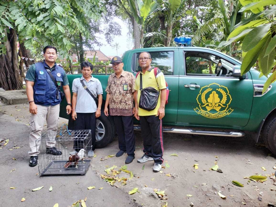 BKSDA Bali evakuasi elang bondol yang hinggap di pekarangan sekolah dasar di Bali. | Foto: BKSDA Bali