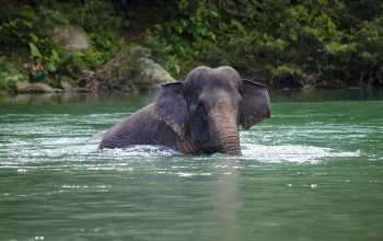 Ilustrasi gajah sumatra. | Foto: Wikimedia Commons