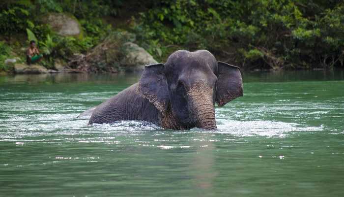 Dua Gajah Sumatra Masuk Desa untuk Menghindari Banjir