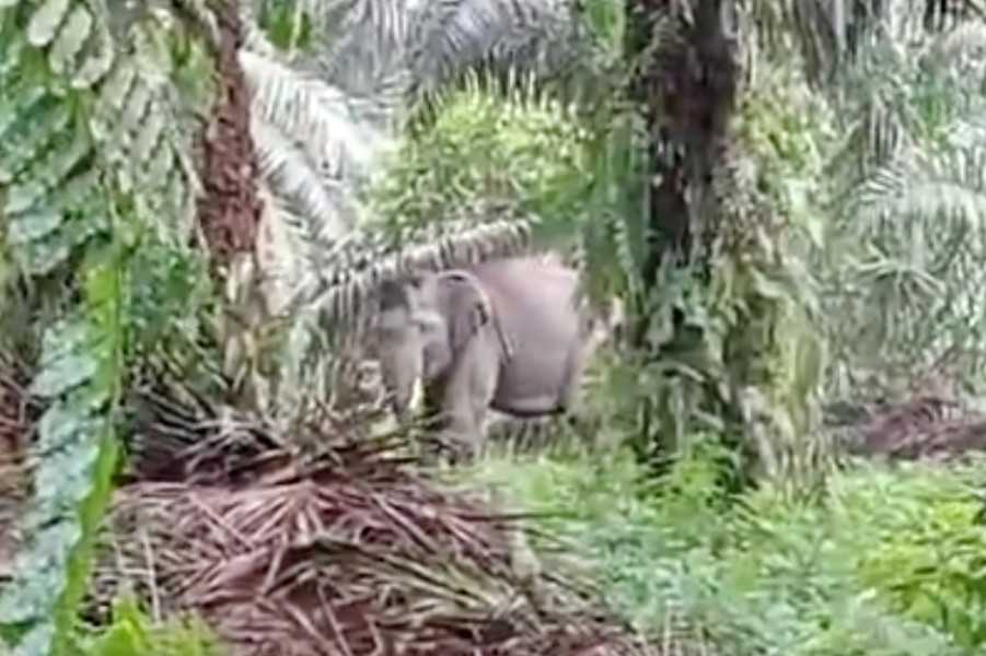 Salah seekor gajah sumatera (Elephas maximus sumatranus) yang masuk permukiman warga di Desa Makmur (SP 6), Kabupaten Pelalawan, Riau, Senin (8/1/2024). | Foto: ss/Riauin.