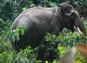 Puluhan Gajah Liar Masuk Permukiman Warga di Aceh Timur