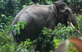 Ilustrasi gajah sumatra (Elephas maximus sumatranus). | Foto: Mardili/Garda Animalia