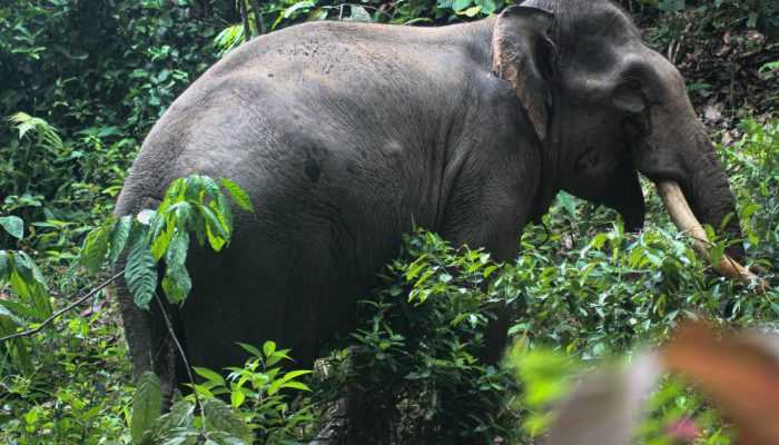Puluhan Gajah Liar Masuk Permukiman Warga di Aceh Timur