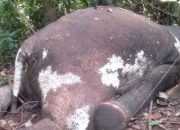Gajah Sumatra Mati di Mukomuko, Penyebab Belum Diketahui