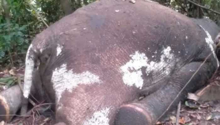 Gajah Sumatra Mati di Mukomuko, Penyebab Belum Diketahui