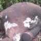 Bangkai gajah yang ditemukan di kawasan PT Bentara Arga Timber (BAT), Kabupaten Mukomuko, Bengkulu. | Foto: Antara