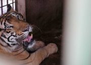 Harimau Mati Lagi di Medan Zoo, Keempat Kali dalam Tiga Bulan