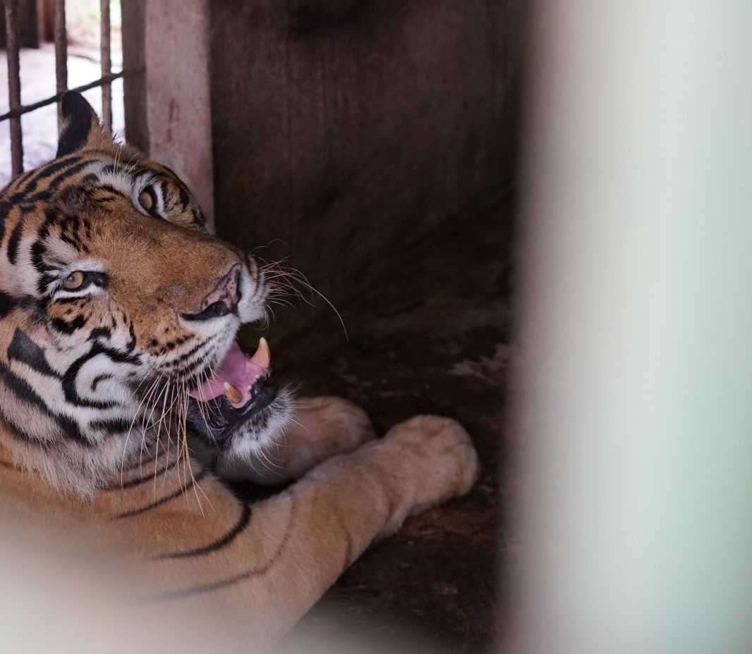 Seekor harimau di pojok kandangnya di Medan Zoo. Kematian beruntun harimau di kebun binatang tersebut ditengarai karena kondisi kandang yang buruk. | Foto: Dokumentasi Wildlife Whisperer of Sumatra