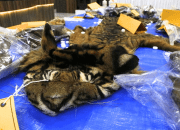 Seorang PNS Jadi Tersangka Perdagangan Kulit Harimau