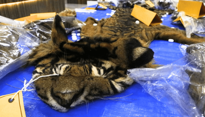 Seorang PNS Jadi Tersangka Perdagangan Kulit Harimau