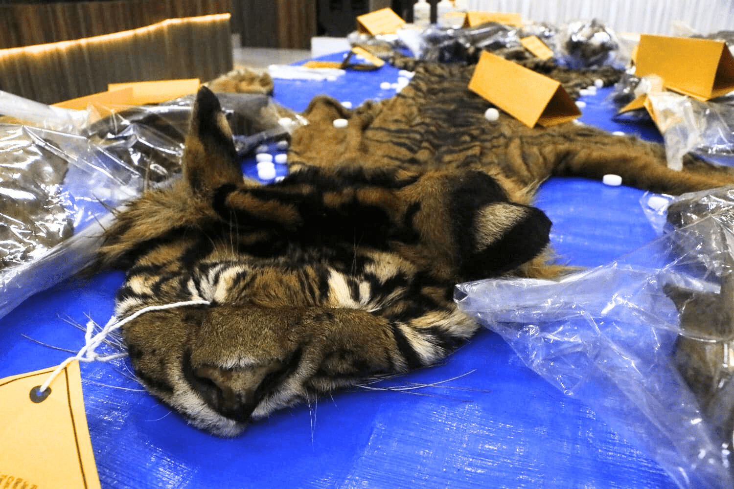 Barang bukti satu lembar kulit harimau sumatera yang disita petugas. | Foto: Mardili/Garda Animalia