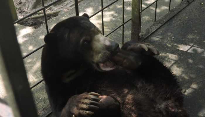 BKSDA Kaltim Lepas Liarkan Beruang Madu di Kelian