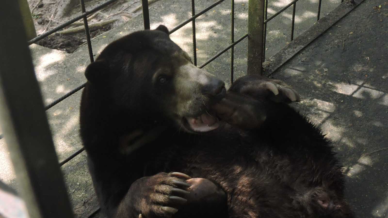 Ilustrasi beruang madu (Helarctos malayanus). | Foto: Bayu Nanda/Garda Animalia