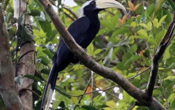 Ilustrasi kangkareng hitam (Anthracoceros malayanus). | Foto: Nigel Voaden/eBird