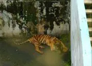 Seekor harimau (Panthera tigris) sedang beristirahat di kandangnya di Medan Zoo. | Foto: Dok. Wildlife Whisperer of Sumatra