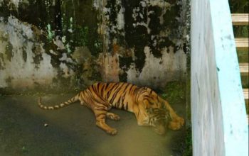 Seekor harimau (Panthera tigris) sedang beristirahat di kandangnya di Medan Zoo. | Foto: Dok. Wildlife Whisperer of Sumatra