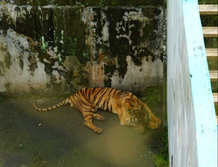 Seekor harimau (Panthera tigris) sedang beristirahat di kandangnya di Medan Zoo. | Foto: Dok. Wildlife Whisperer of Sumatra