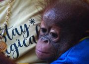Sepasang Pasutri Serahkan Bayi Orangutan ke BKSDA